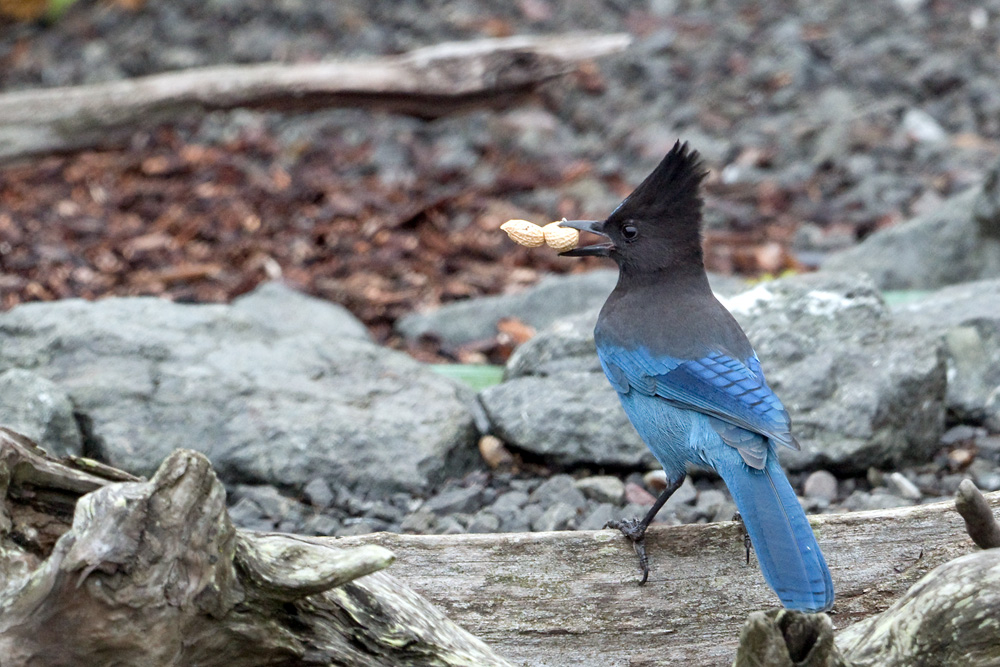Click to see a larger image. Steller's Jay